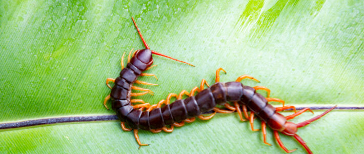 Centipede & Millipede Control In New Orleans