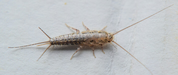 How To Identify & Treat Silverfish Infestations