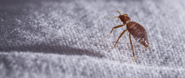 Everything You Need To Know About Bed Bug Infestations
