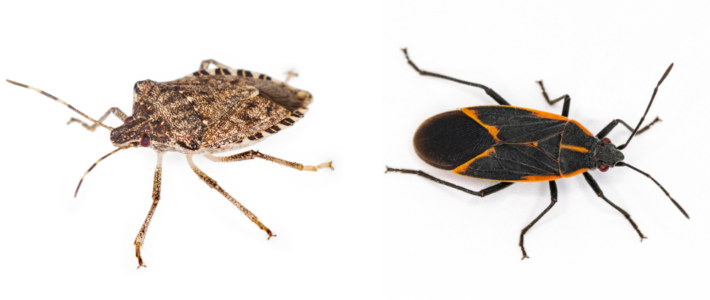 Stink Bugs vs. Boxelder Bugs: Identification, Prevention, & Treatment