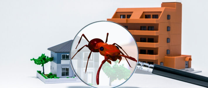 Why Regular Pest Inspections Are a Great Idea for Your Business