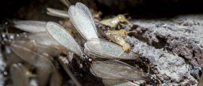 It’s Eastern Subterranean Termite Swarming Season In Louisiana!
