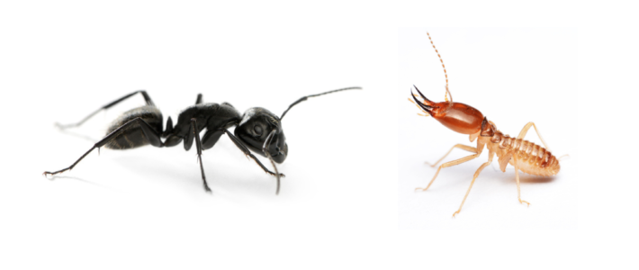 Carpenter Ants vs Termites: What’s The Difference?