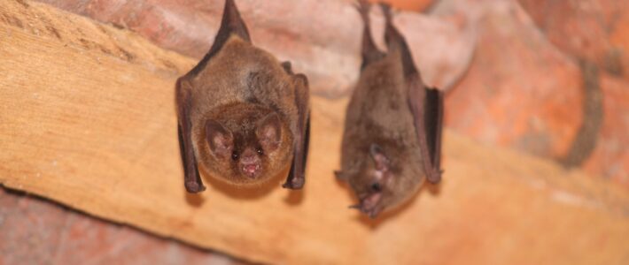 Four Signs You Have Bats Living In Your Attic