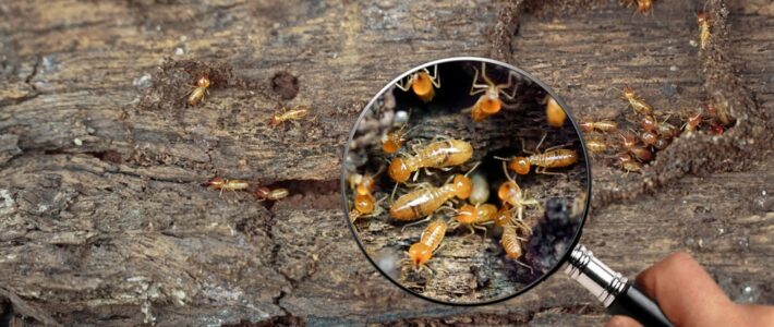 Does My House Need A Termite Inspection?