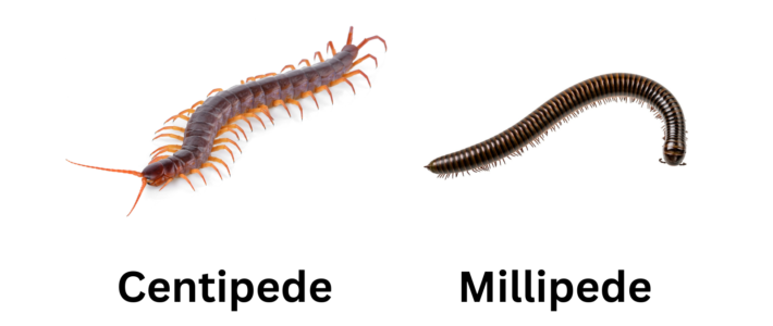 Centipedes & Millipedes: Identification, Prevention, & Control