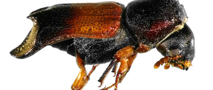 What Are Powderpost Beetles?