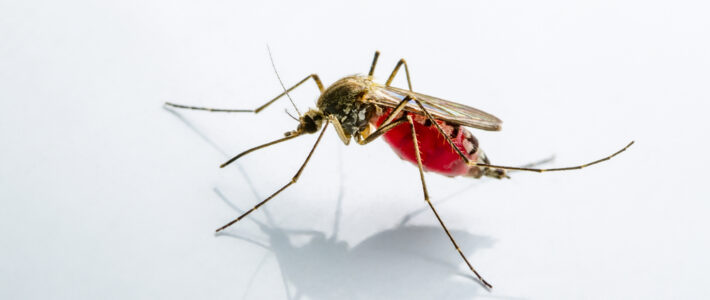 Four Tips For Keeping Mosquitoes Away From Your Home