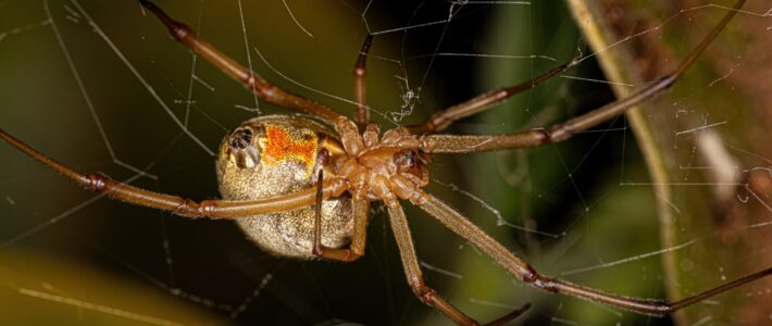 Five Common Spider Species in New Orleans