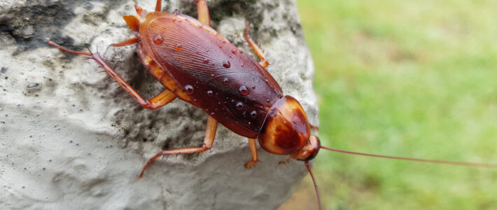 What Kinds Of Cockroaches Live In Louisiana?